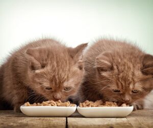 אוכל מומלץ לחתולים